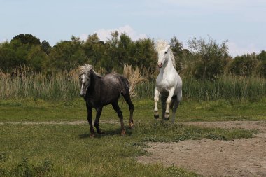 Camargue At, Yetişkin ve Young oynuyor, Saintes Marie de la Mer Fransa 'nın güneyinde