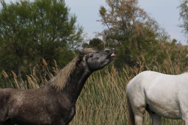 Camargue Atı, Flehmen 'de, Saint Marie de la Mer Fransa' nın güneyinde