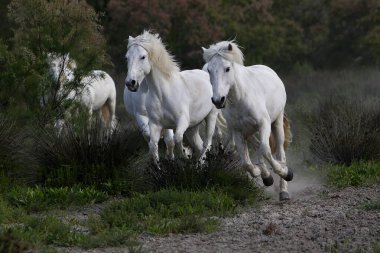 Camargue At, Herd Dörtnala, Saintes Marie de la Mer Fransa 'nın güneyinde