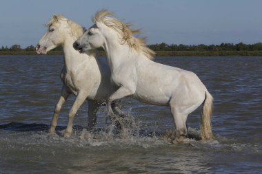 Camargue Atı, Stallions Swamp 'ta savaşıyor, Saintes Marie de la Mer Camargue' de, Güney Fransa 'da