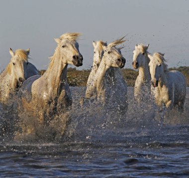 CAMARG Atı, HERD BATAKANLIĞI, FRANSA 'NIN GÜNEY MARIE DE LA MER