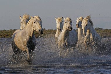 CAMARG Atı, HERD BATAKANLIĞI, FRANSA 'NIN GÜNEY MARIE DE LA MER