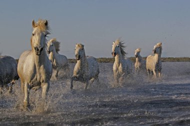 CAMARG Atı, HERD BATAKANLIĞI, FRANSA 'NIN GÜNEY MARIE DE LA MER