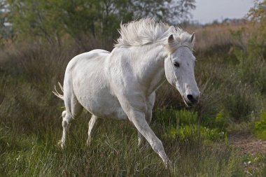 Camargue Atı, Saint Marie De La Mer Güney Fransa 'da