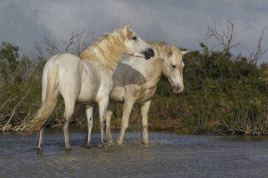 Camargue At, Standing in Swamp, Saintes Marie de la Mer in the South of France