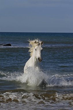Camargue At Galloping in the Sea, Saintes Marie de la Mer in Camargue, in the South of France
