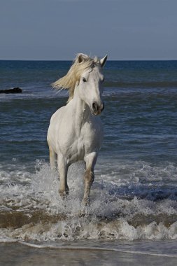 Camargue At Galloping in the Sea, Saintes Marie de la Mer in Camargue, in the South of France