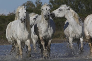 CAMARG Atı, Bataklıkta HERD, FRANSA 'NIN GÜNEY MARIE DE LA MER