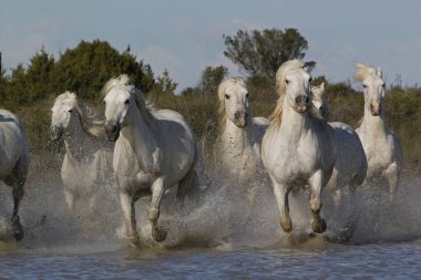 CAMARG Atı, HERD BATAKANLIĞI, FRANSA 'NIN GÜNEY MARIE DE LA MER