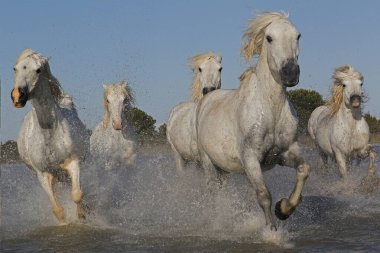 CAMARG Atı, HERD BATAKANLIĞI, FRANSA 'NIN GÜNEY MARIE DE LA MER
