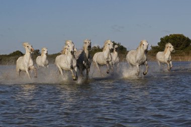 CAMARG Atı, HERD BATAKANLIĞI, FRANSA 'NIN GÜNEY MARIE DE LA MER