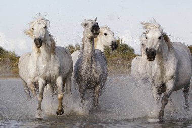 CAMARG Atı, HERD BATAKANLIĞI, FRANSA 'NIN GÜNEY MARIE DE LA MER