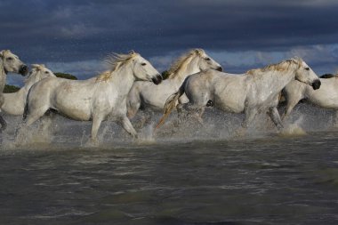 CAMARG Atı, HERD BATAKANLIĞI, FRANSA 'NIN GÜNEY MARIE DE LA MER