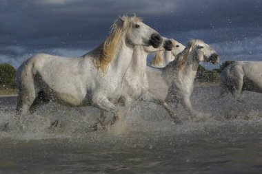 Camargue Atı, Galloping Grubu Swamp, Saintes Marie de la Mer Güney Fransa 'da