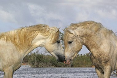 Camargue Atı, Stallions Swamp 'ta savaşıyor, Saintes Marie de la Mer Camargue' de, Güney Fransa 'da