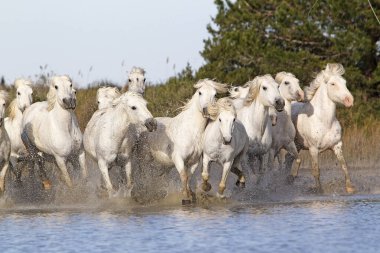 CAMARG Atı, HERD BATAKANLIĞI, FRANSA 'NIN GÜNEY MARIE DE LA MER