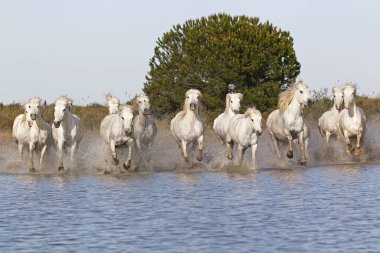 CAMARG Atı, HERD BATAKANLIĞI, FRANSA 'NIN GÜNEY MARIE DE LA MER