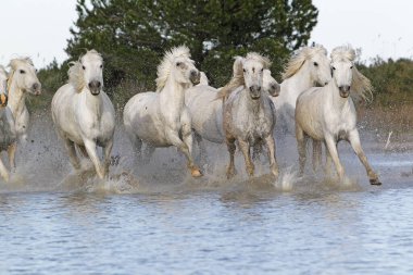 CAMARG Atı, HERD BATAKANLIĞI, FRANSA 'NIN GÜNEY MARIE DE LA MER