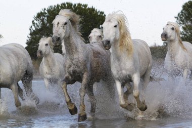 CAMARG Atı, HERD BATAKANLIĞI, FRANSA 'NIN GÜNEY MARIE DE LA MER