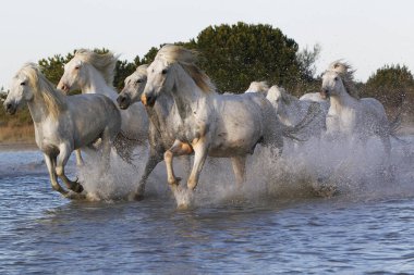 CAMARG Atı, HERD BATAKANLIĞI, FRANSA 'NIN GÜNEY MARIE DE LA MER