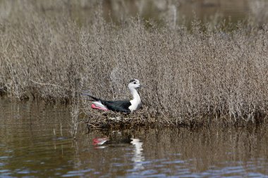 Kara Kanatlı Stilt, himantopus himantopus, Yetişkin Yuvası, Fransa 'nın güneyindeki Camargue