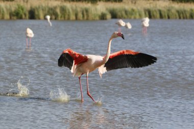 Büyük Flamingo, Phoenicopterus ruber roseus, Yetişkin Uçuşu, Bataklık 'tan kalkış, Fransa' nın güneydoğusundaki Camargue