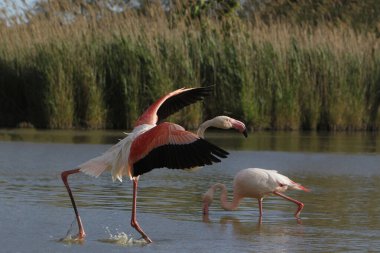 Büyük Flamingo, Phoenicopterus ruber roseus, Yetişkin Uçuşu, Bataklık 'tan kalkış, Fransa' nın güneydoğusundaki Camargue