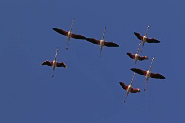 Büyük Flamingo, Phoenicopterus ruber roseus, Uçuş Grubu, Fransa 'nın güneydoğusunda Camargue