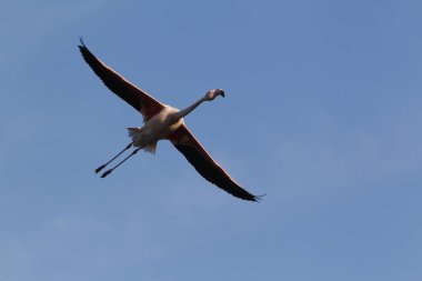 Büyük Flamingo, Phoenicopterus ruber roseus, Uçan Yetişkin, Fransa 'nın güneydoğusunda Camargue