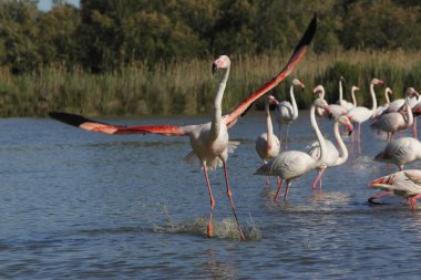 Büyük Flamingo, Phoenicopterus ruber roseus, Yetişkin Uçuşu, Bataklık 'tan kalkış, Fransa' nın güneydoğusundaki Camargue