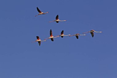 Büyük Flamingo, Phoenicopterus ruber roseus, Uçuş Grubu, Fransa 'nın güneydoğusunda Camargue