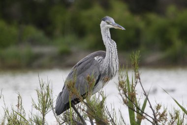 Grey Heron, Ardea Cinerea, Olgunlaşmamış, Güney Fransa 'da Camargue