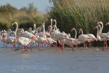Büyük Flamingo, Phoenicopterus ruber roseus, Swamp, Camargue Güney Doğu Fransa