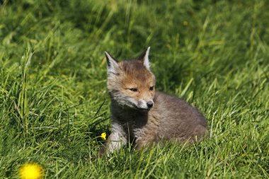 Kızıl Tilki, Vulpes vulpes, Pup sitting, Normandy in France