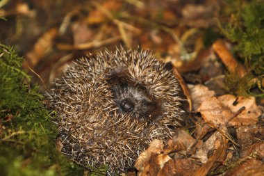 European Hedgehog, erinaceus europaeus, Adult Curled Up on Fallen Leaves, Normandy in France clipart
