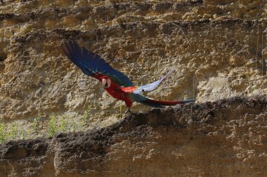 Kırmızı-ve-Yeşil Macaw, ara kloroptera, Yetişkin Uçuyor