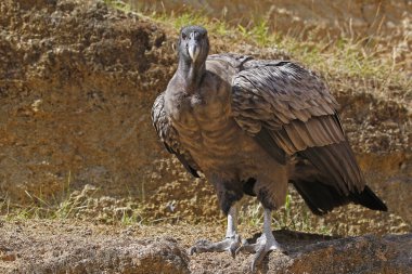 And Akbabası, vultur gryphus, olgunlaşmamış