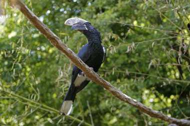 Gümüş yanaklı Hornbill, bira kutuları, Branch 'ın üstünde duran erkek.