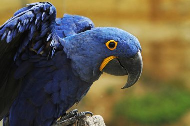 Hyacinth Macaw, anodorhynchus sümbül, Yetişkin