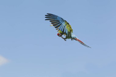 Asker Macaw, ara militaris, Uçan Yetişkin