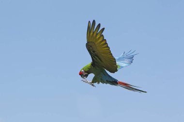 Asker Macaw, ara militaris, Uçan Yetişkin
