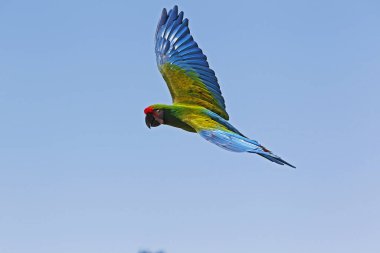 Asker Macaw, ara militaris, Uçan Yetişkin