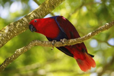 Eclectus Papağan, eclectus roratus, Branch 'ın üzerinde duran kadın.