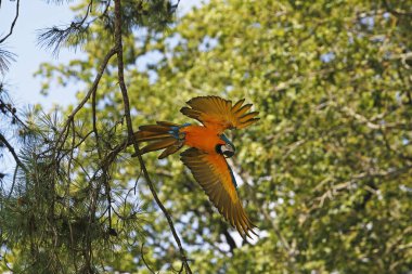 Mavi ve Sarı Macaw, ara ararauna, Yetişkin Uçuyor