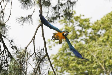 Mavi ve Sarı Macaw, ara ararauna, Yetişkin Uçuyor