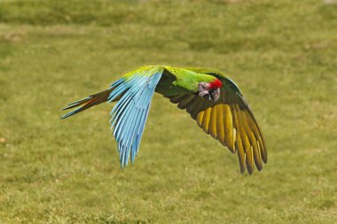 Asker Macaw, ara militaris, Uçan Yetişkin