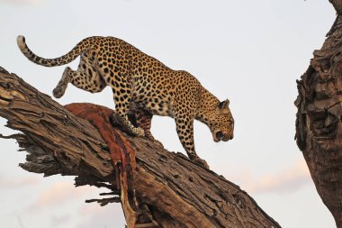 Leopar, panthera pardus, Yetişkin ağaçta duruyor, bir Kill, Moremi Reserve, Botswana 'da Okavango Delta