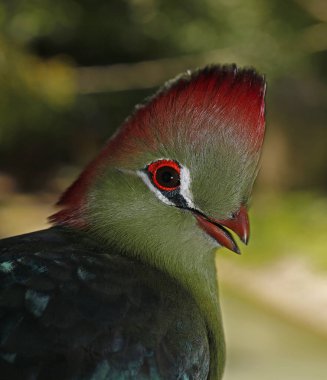 Fischer 's Turaco, Tauraco Corythaix Fischeri, Güzel Renkli Yetişkin