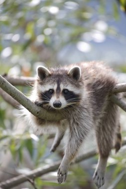 Rakun, procyon lotor, Yetişkin Dalına tünemiş