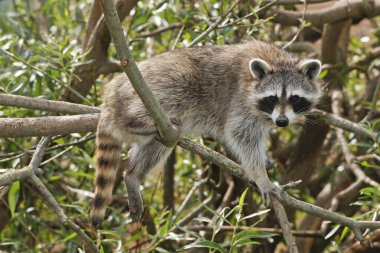 Rakun, procyon lotor, Yetişkin Dalına tünemiş